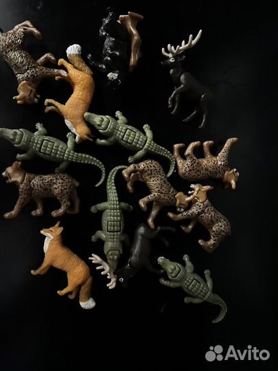 Киндрер natoons