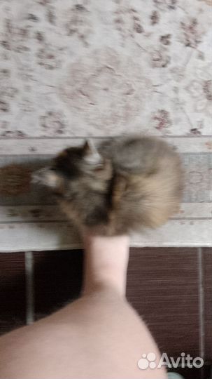 Трёх цветный котенок девочка