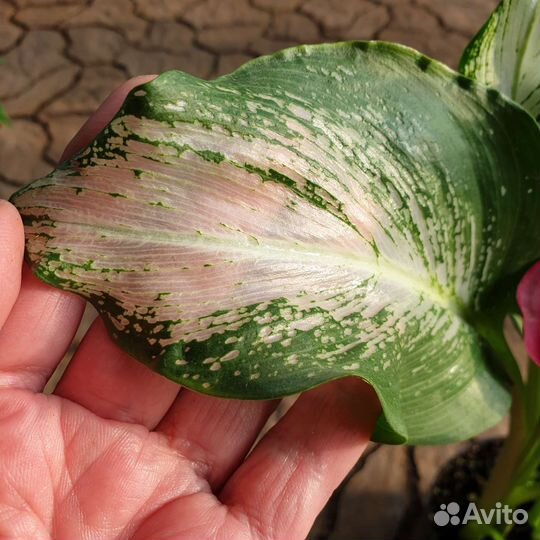 Калла Frozen Queen