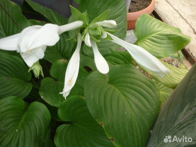 Коста белая