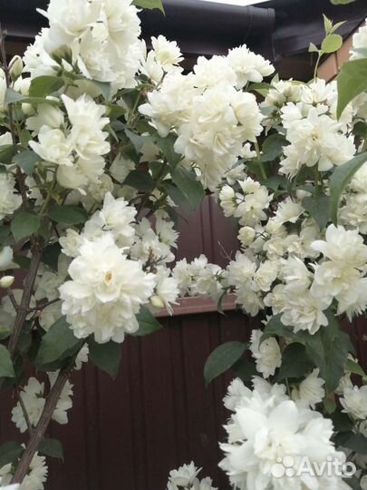 Жасмин махровый