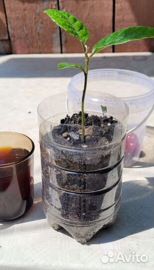 Мушмула японская