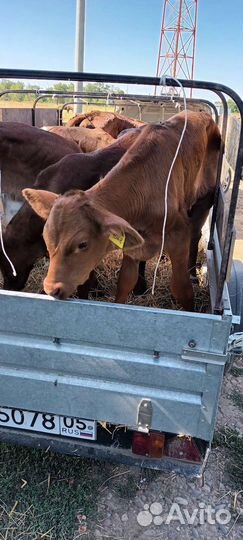 Бычки и телята
