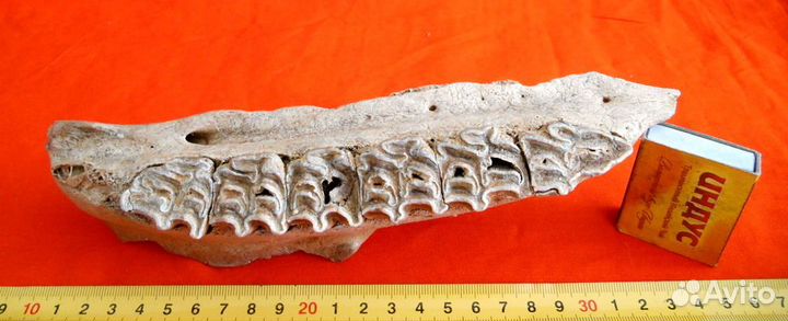 Бизон. Челюсть зубов с кариесом. Плейстоцен