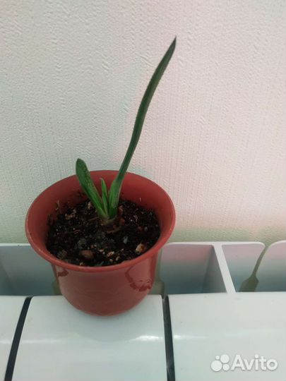 Суккуленты-андромискус, алоэ скуарроса, гастерия