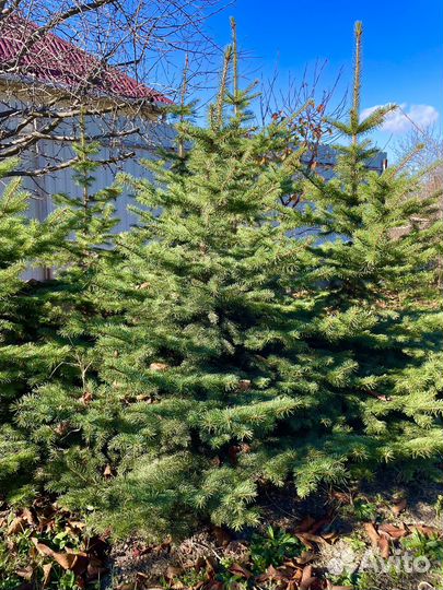 Ель голубая