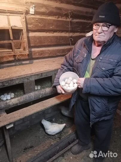 Домашние куриные яйца