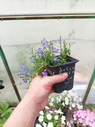 Рассада петунии, лобелии