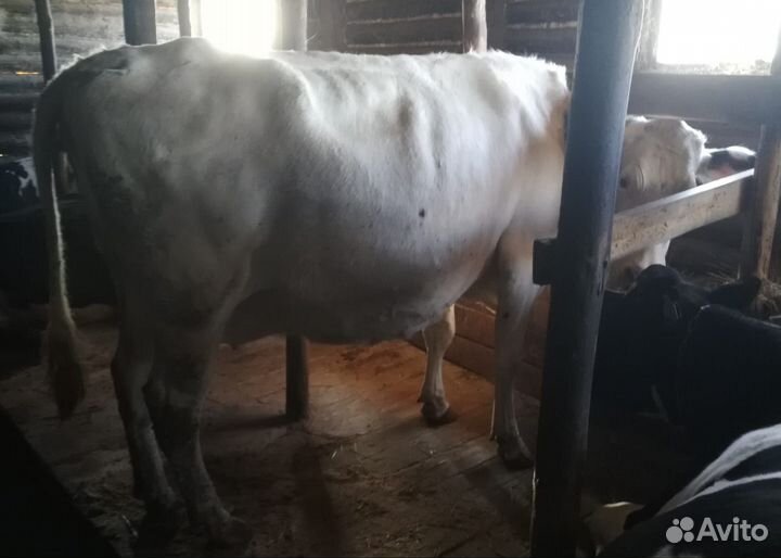 Коровы молочные