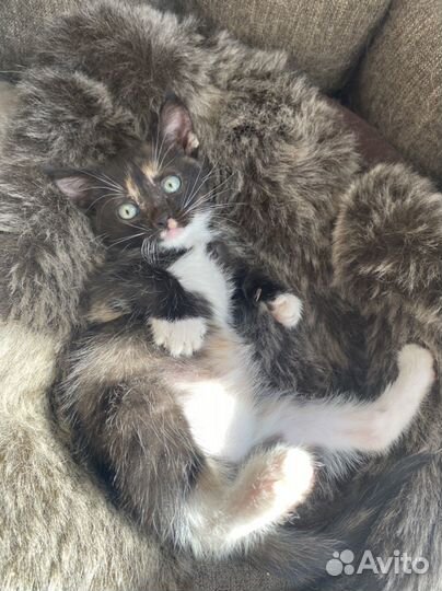 Котенок в приюте