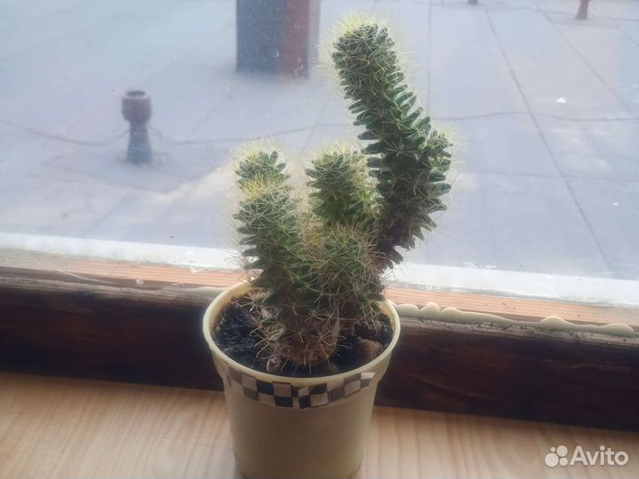 Кактус