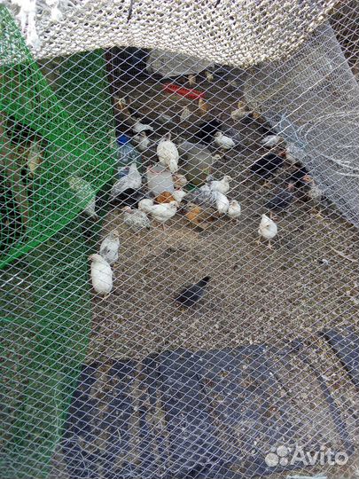 Куры несушки