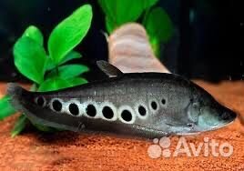 Акулий балу,Золотые рыбки, и многие другие рыбки