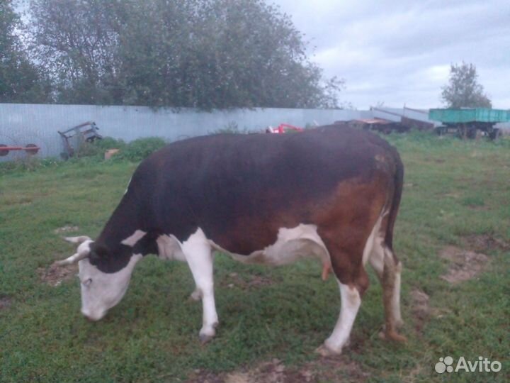 Корова на мясо