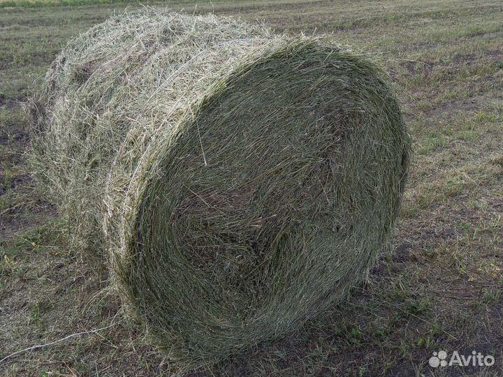 Сено люцерно