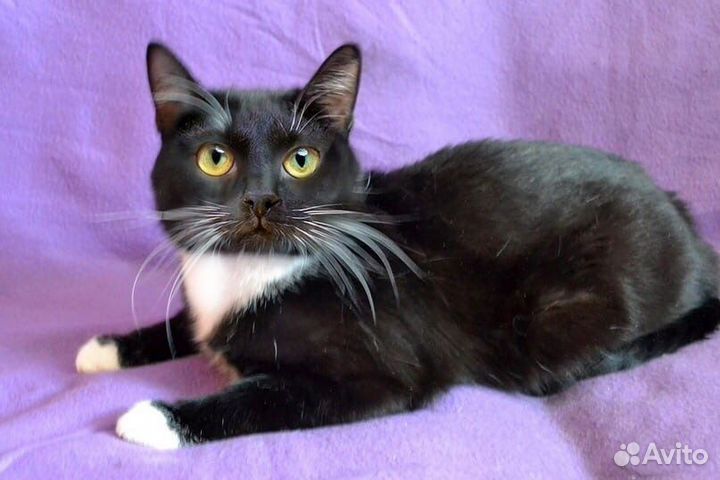 Ася - добрая кошечка в надежные руки