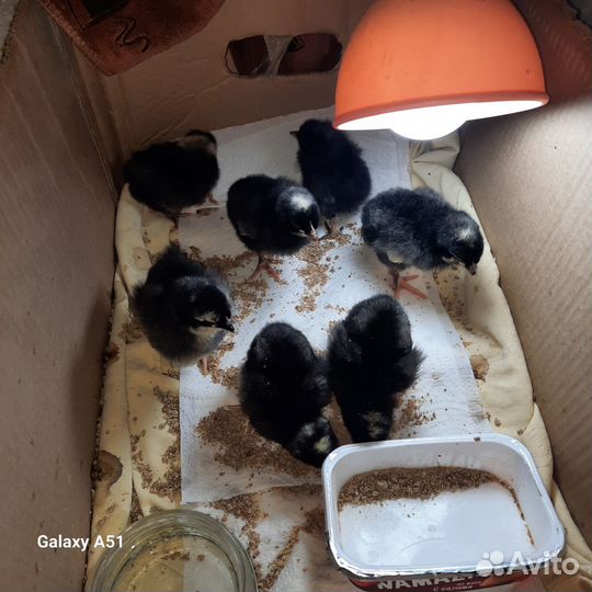 Инкубационное яйцо кур