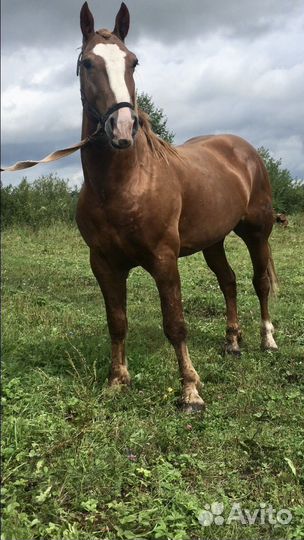 Лошадь жеребец