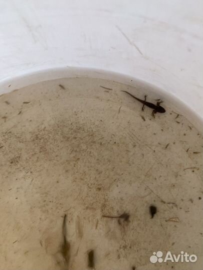 Тритоны, аксалотли, жуки плавунцы