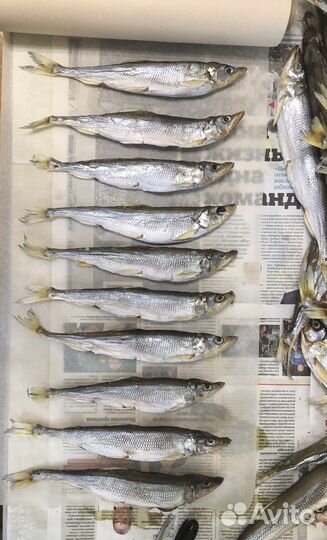 Корюшка вяленая с икрой