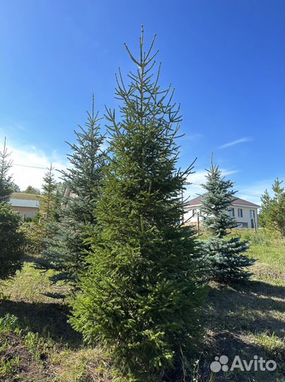 Ель сибирская