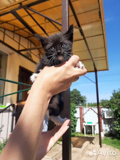 Котенок девочка