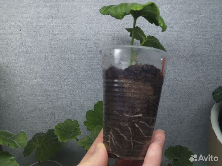 Герань пеларгония