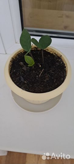 Отросток замиокулькаса