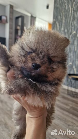 Померанский шпиц мини