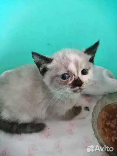 Котята бесплатно