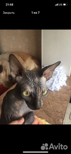 Передержка кошен и небольших собачек