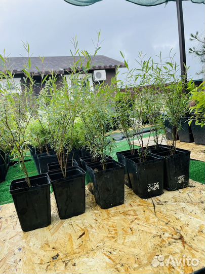 Ива шаровидная