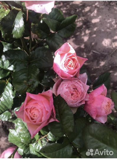 Кустовые розы оптом