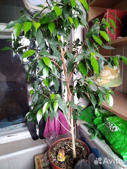 Фикус бенджамина большой