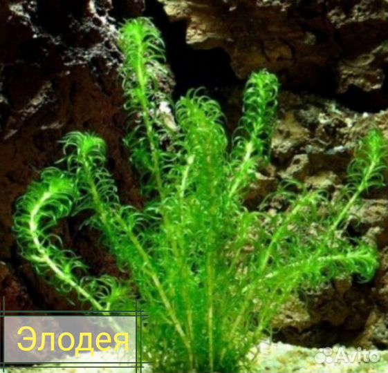 Аквариумные растения