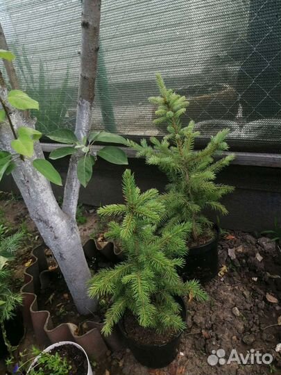 Редкие растения для сада