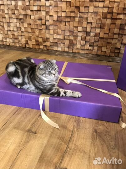 Шотландец (истинный ) Кот вязка