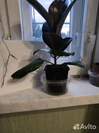 Фикус каучуконосный эластика