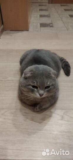 Вислоухий кот