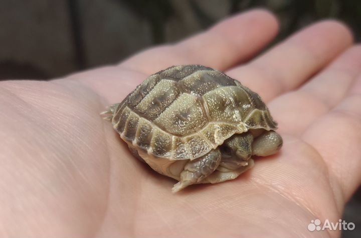 Черепаха своего (домашнего) разведения