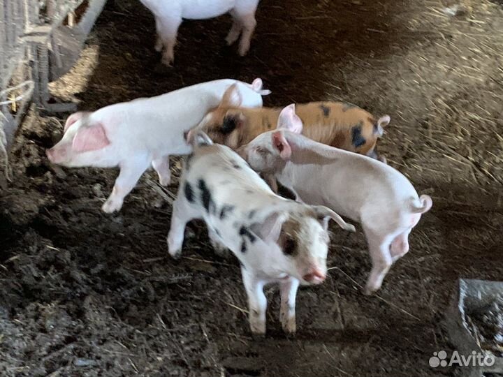 Поросенок ландрас