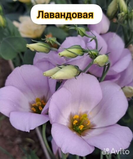 Домашние семена эустомы