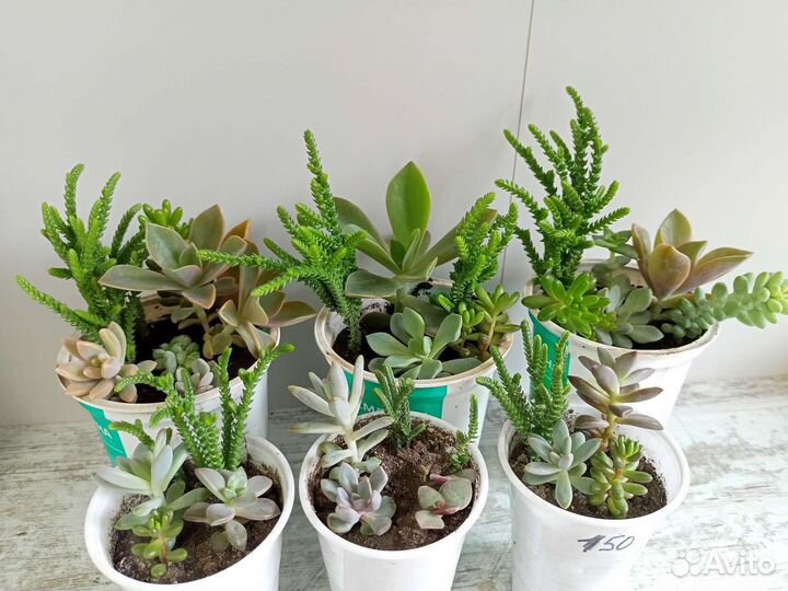 Суккуленты