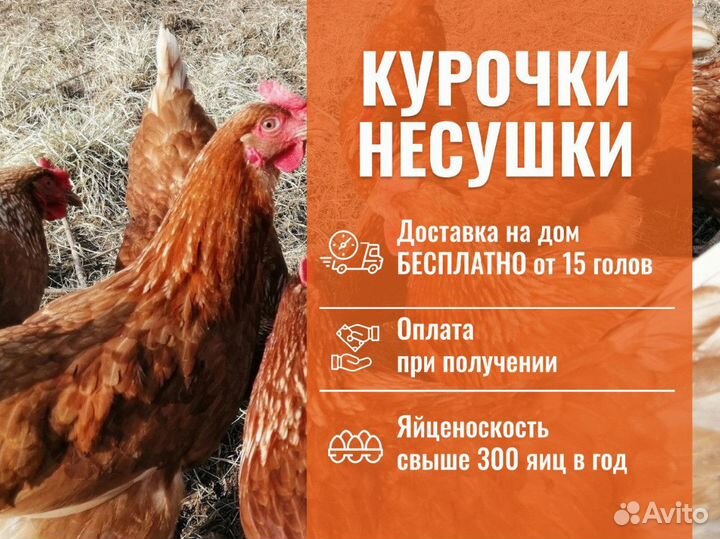 Куры несушки с доставкой