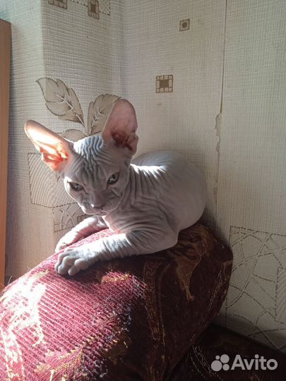 Сфинксята в добрую семью