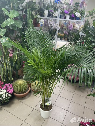 Пальма Арека