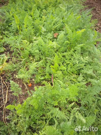 Морковь,свекла,петрушка