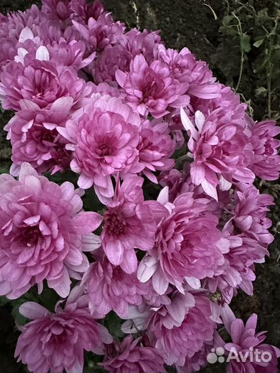 Хризантема