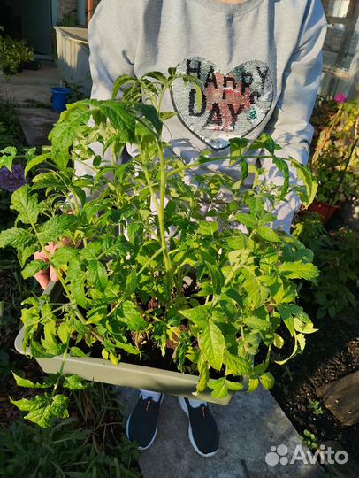 Рассада помидор