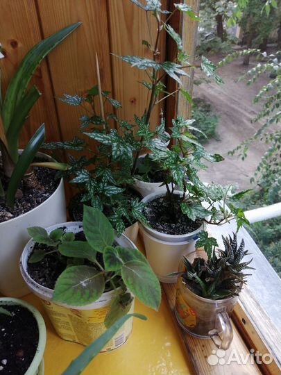 Домашние цветы в плошке и отростки